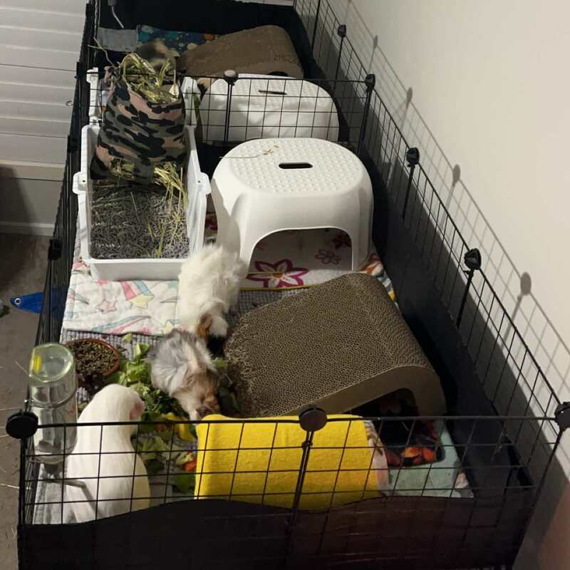 Enrichment and hide ideas