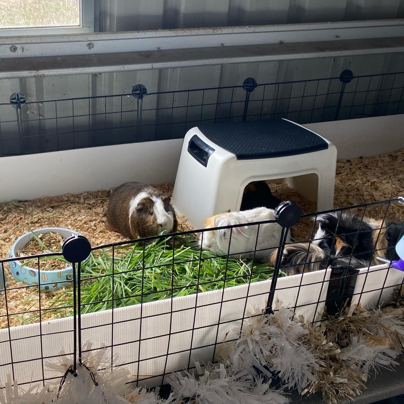 C&C cage with wood shavings