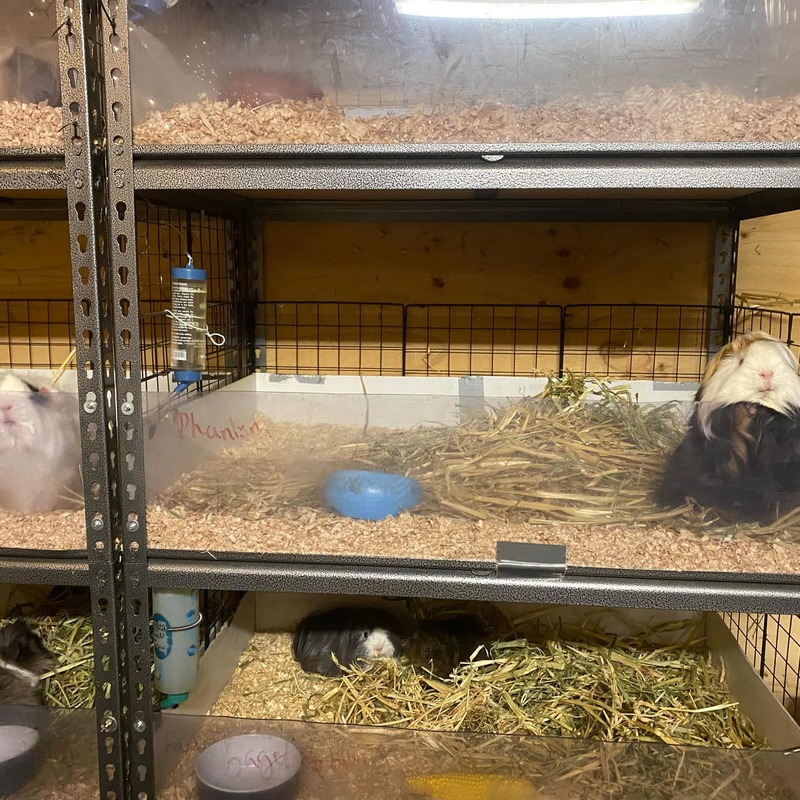 Hammerlok Shelving Style cage for single boars