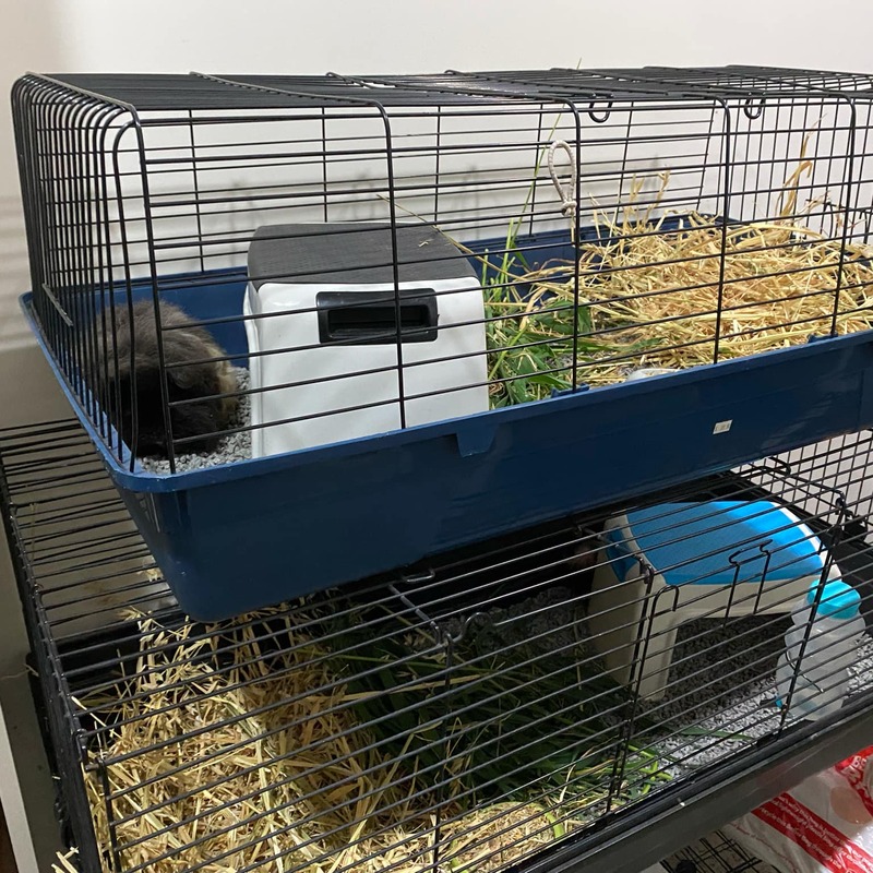 Traditional plastic tub cage! Smaller ones are great for hospital and quarantine cages.
