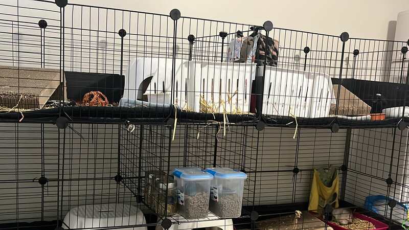 Another C & C Cage with multiple levels to house different cavies