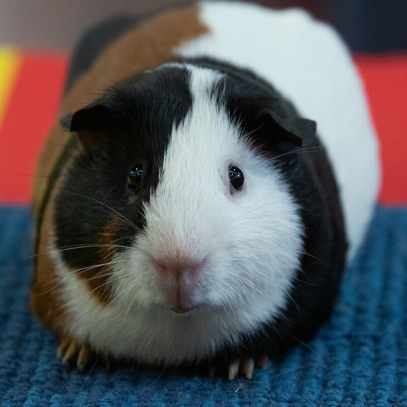 Tortoiseshell & White