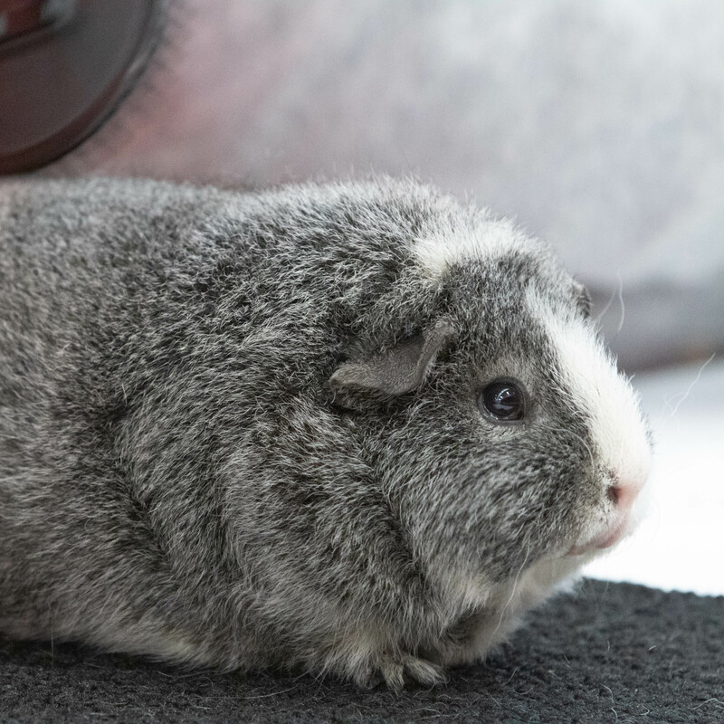 Silver agouti and white Rex