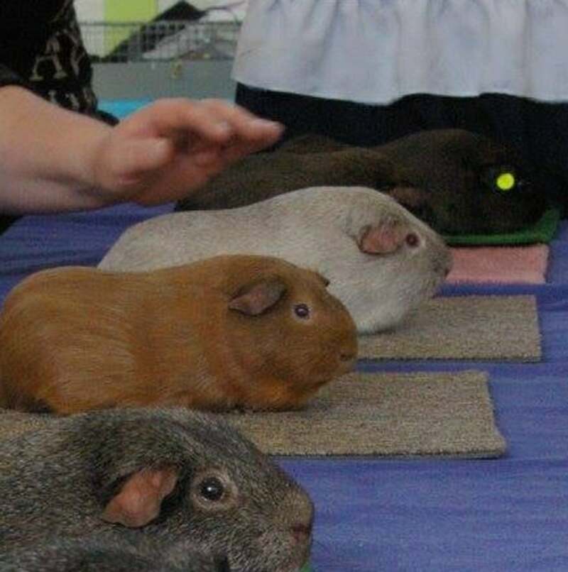 Cinnamon, Gold/Lilac Argente, 