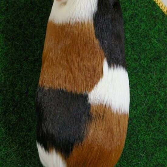 Tortiseshell * White