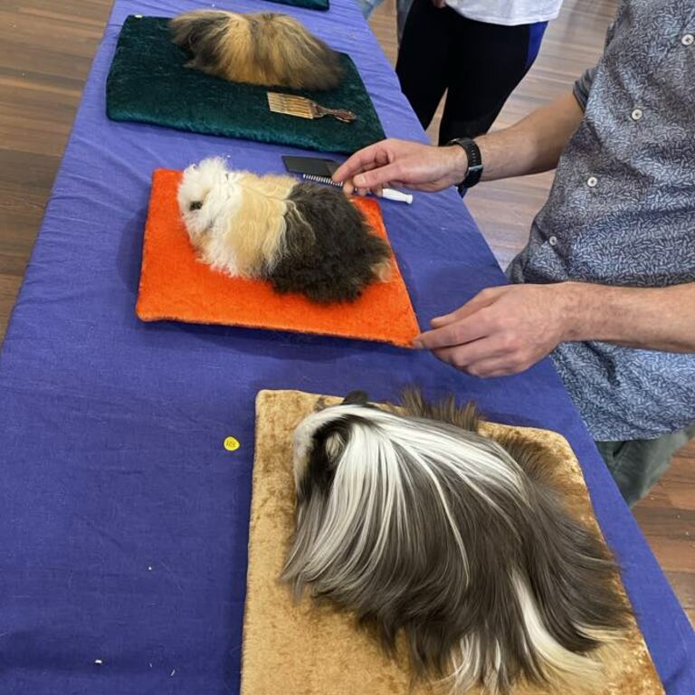 Sheltie, Merino, Alpaca, peruvian and then Texel