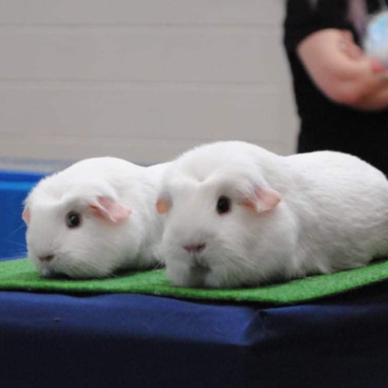 Crested Dark Eyed White