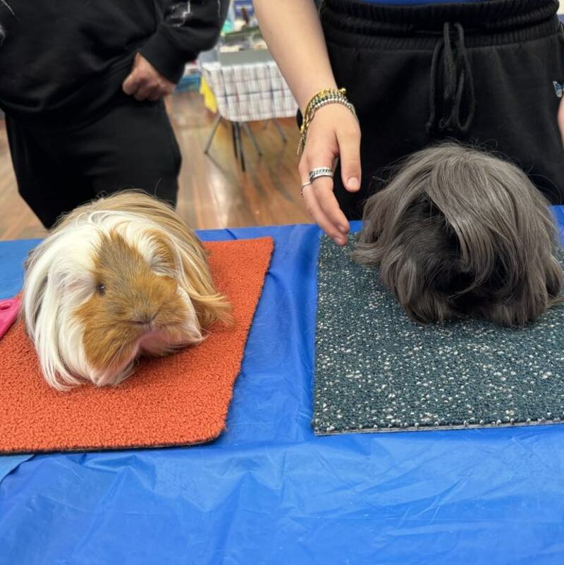 Sheltie & Peruvian with clipped coats