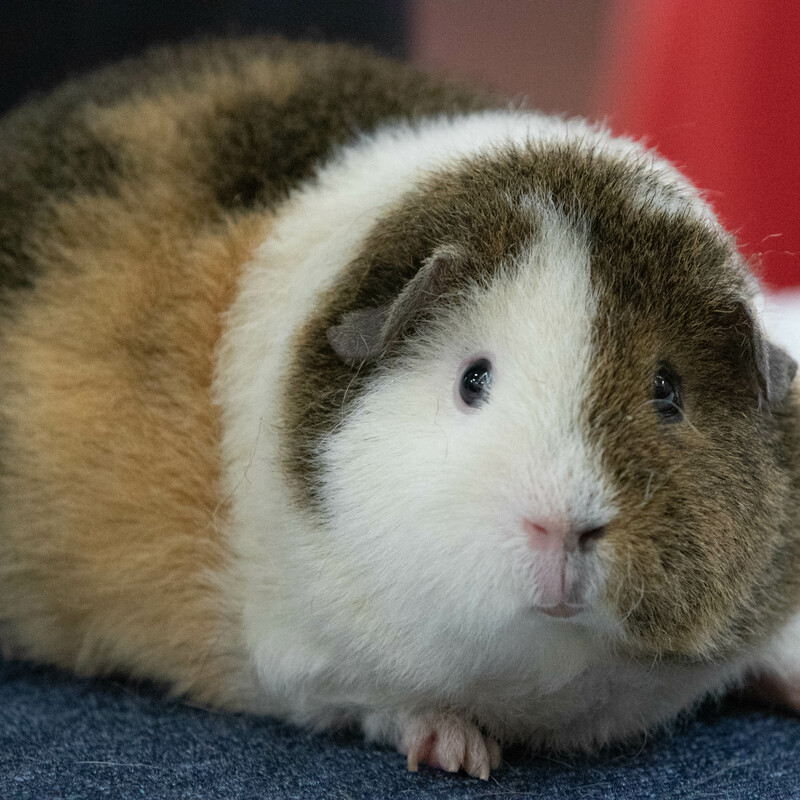 Golden agouti, Gold & White Rex