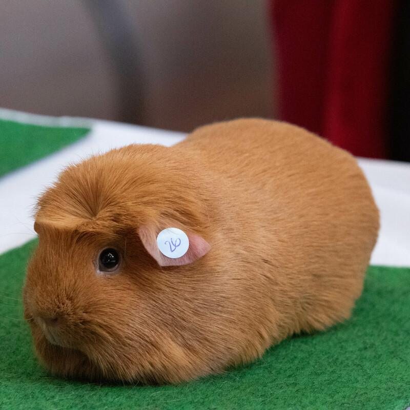 Crested Dark Eyed Buff