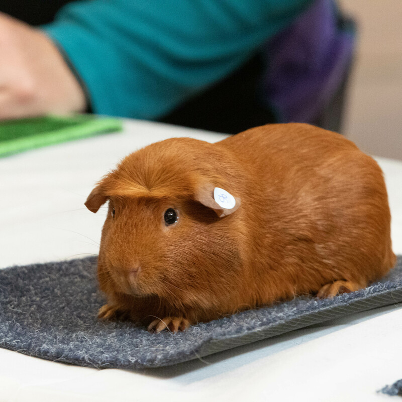 Crested Dark Eyed Golden