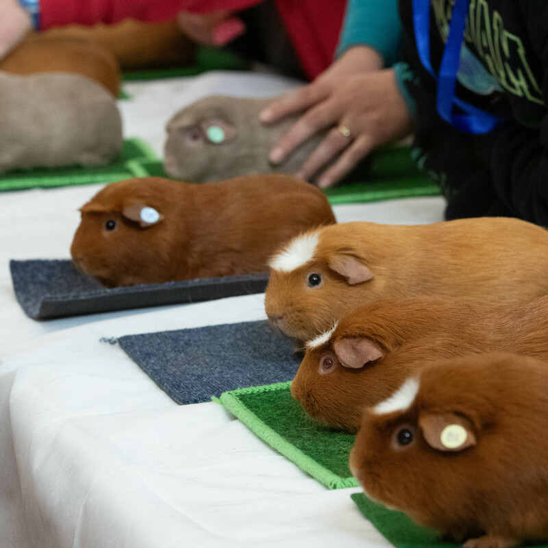Crested Dark Eye Golden, American Crested Dark Eyed Buff, American Crested Pink Eyed Golden, American Crested Dark Eyed Golden