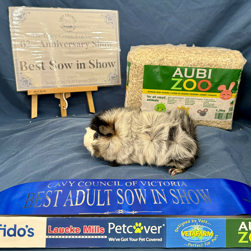 Black & Gold Roan Abyssinian