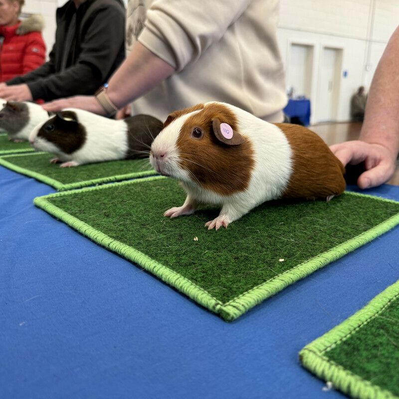 Pink Eyed Golden Dutch