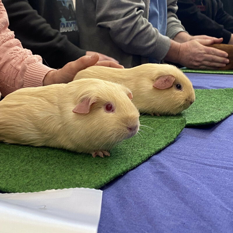 Pink Eyed and Dark Eyed Cream pair of Selfs