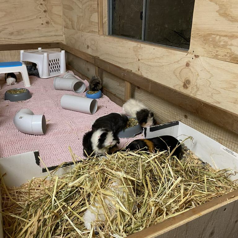 Open Top Run with toggle mats and kitchen area