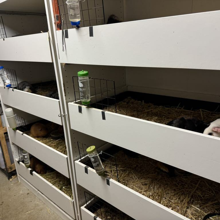 Open front Bank Style Cages