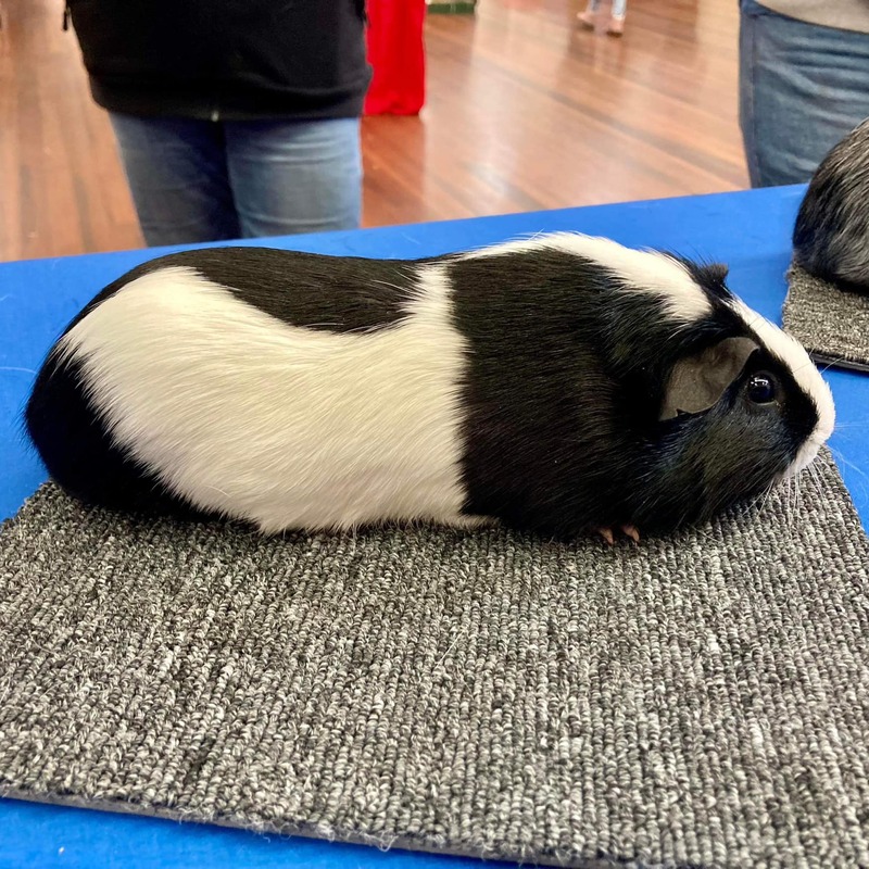 Black & White Bicolour