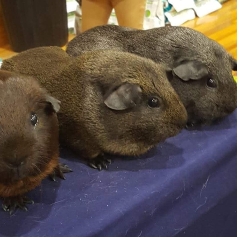 Gold, Lemon & Silver Agouti