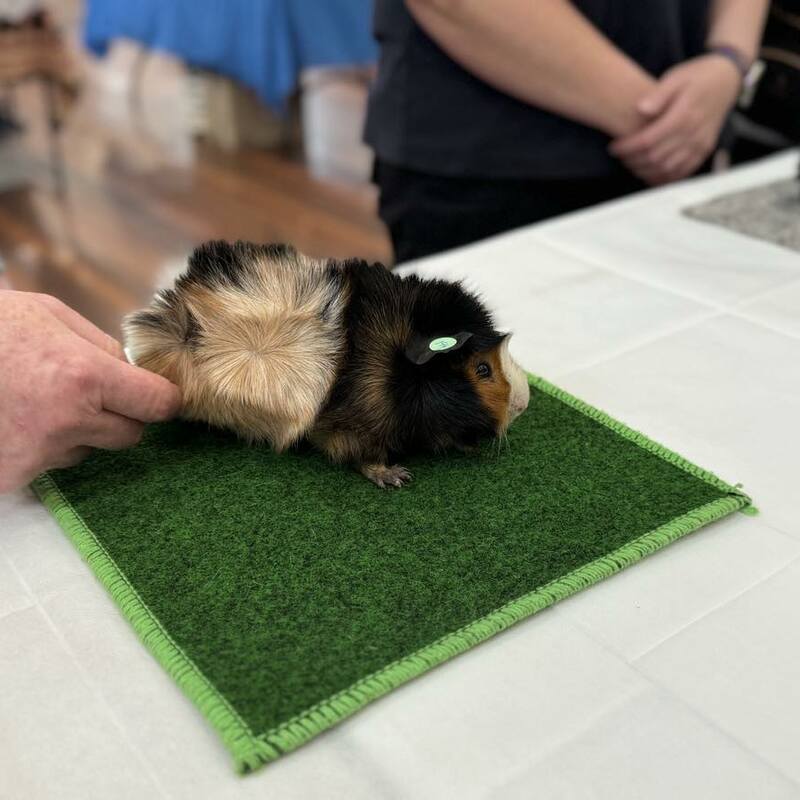 Tortoiseshell & White Roan Abyssinian