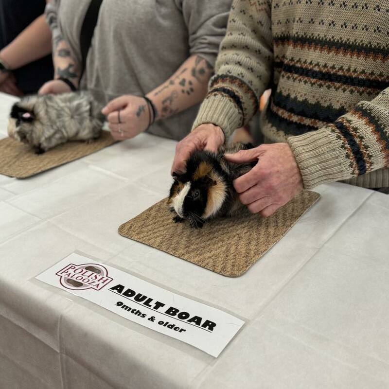 Tortoiseshell & White Roan Abyssinian