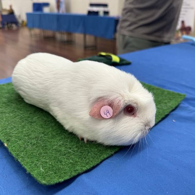 Crested Pink Eyed White