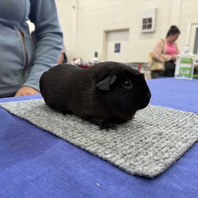 Crested Golden Agouti