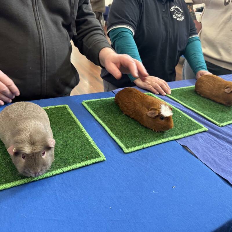 English Crested Lilac next to American Crested Dark Eyed Golden