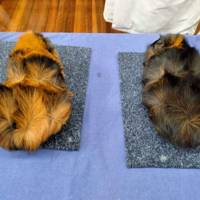 Tortoiseshell  & Brindle Abyssinian 