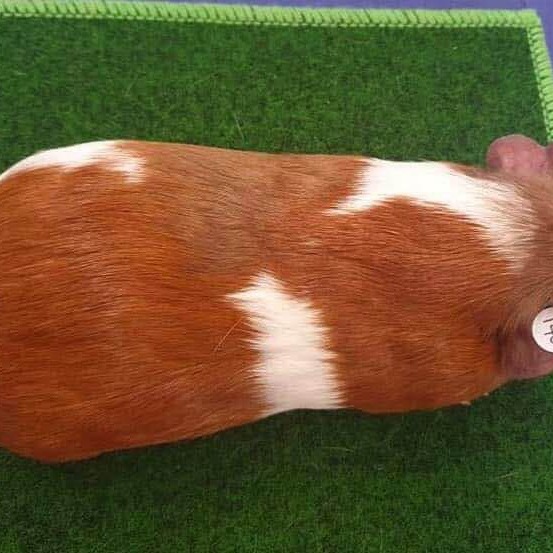 Gold, Lilac and White Tricolour